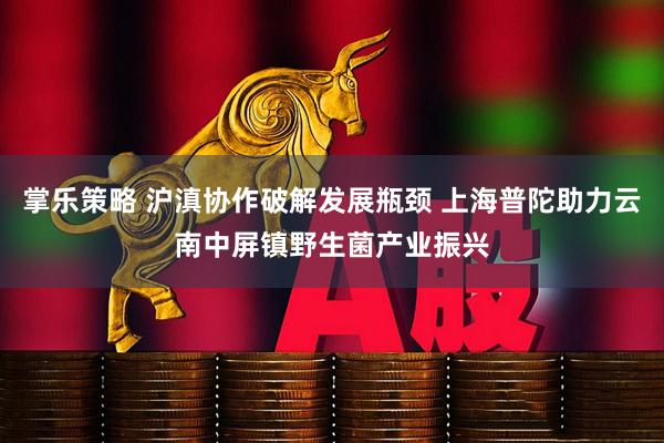 掌乐策略 沪滇协作破解发展瓶颈 上海普陀助力云南中屏镇野生菌产业振兴